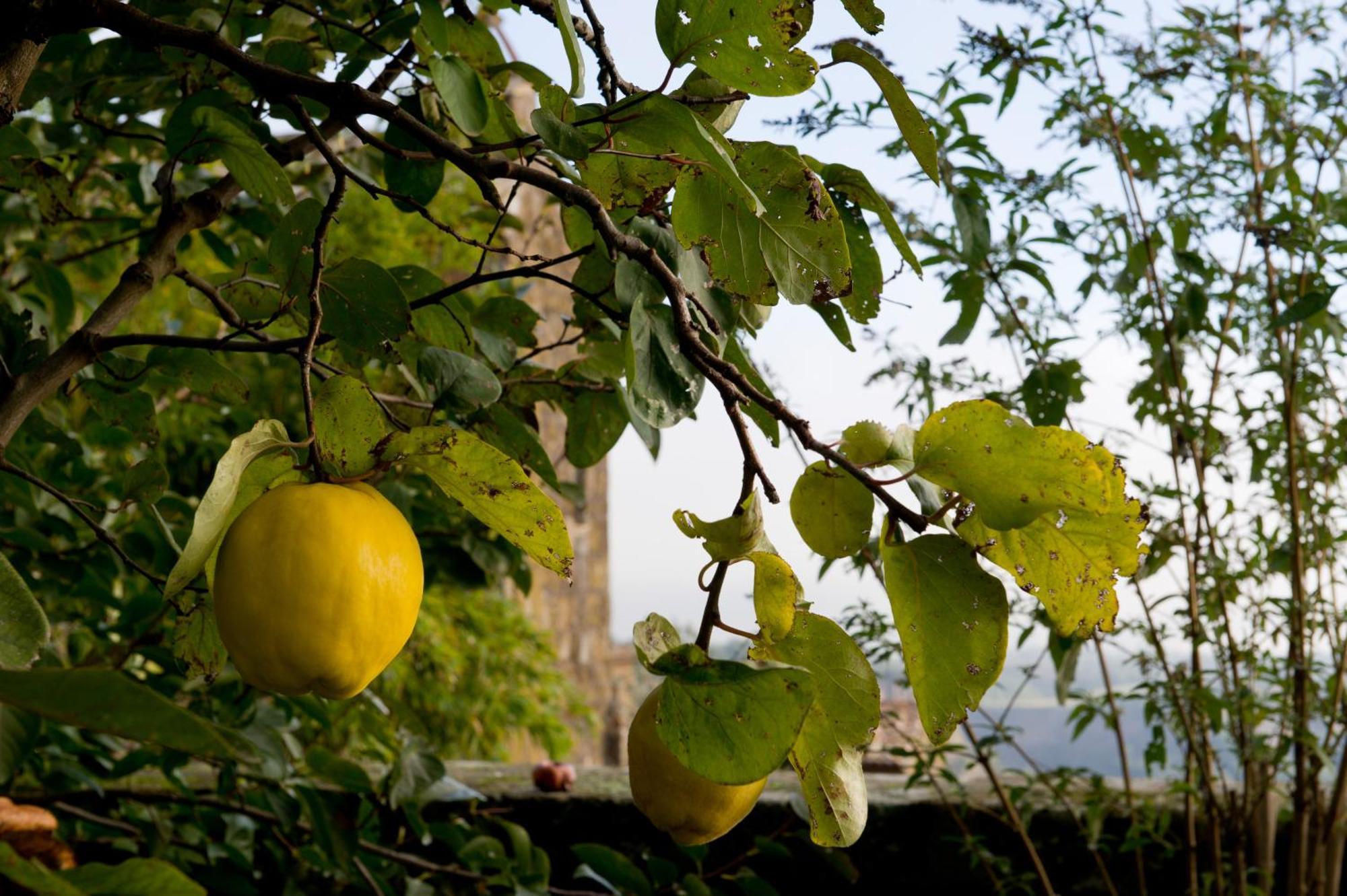 Apartamento Palazzo Contino Bagnoregio Exterior foto